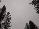 55ft tall inverted L among the pine trees